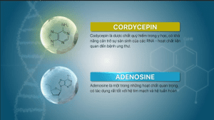Cordycepin và Adenosine là hai hoạt chất cực kỳ quý giá trong Đông trùng hạ thảo.