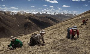 Đông trùng hạ thảo Tây Tạng được thu hoạch ở khu vực núi cao rất khắc nghiệt.