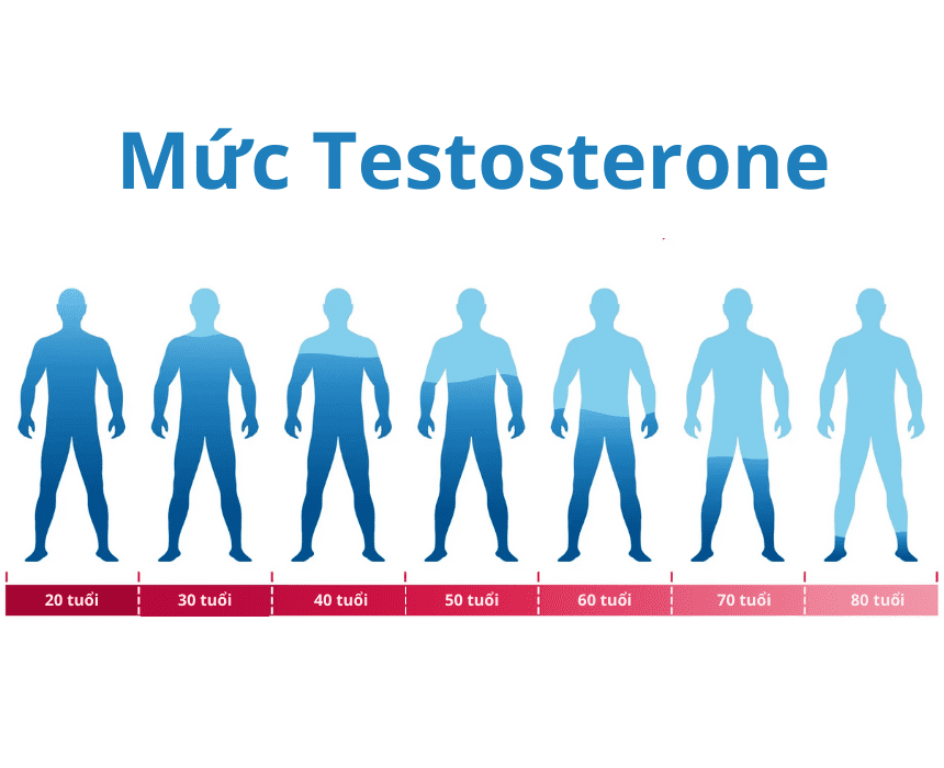 Hormone testosterone có các chức năng khác nhau ở các giai đoạn khác nhau trong cuộc đời