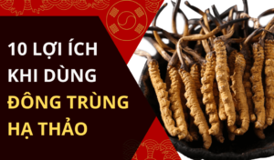 tác dụng của đông trùng hạ thảo và những lưu ý gì khi dùng