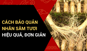 CÁCH BẢO QUẢN CỦ NHÂN SÂM TƯƠI