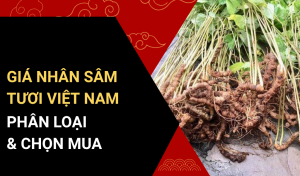 GIÁ NHÂN SÂM TƯƠI VIỆT NAM