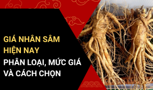 Giá nhân sâm hiện nay