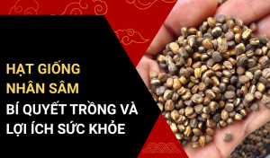 Hạt Giống Nhân Sâm