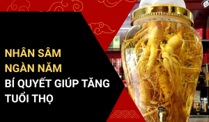 Nhân Sâm Ngàn Năm