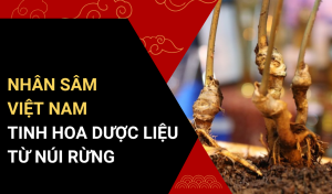 Nhân Sâm Việt Nam