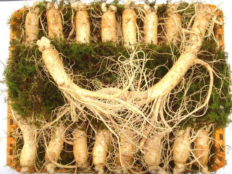 Đặc điểm của củ nhân sâm tươi và vì sao cần bảo quản đúng cách