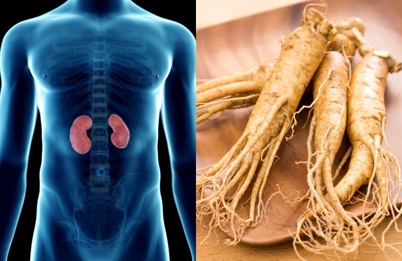 Nhân sâm với sức khỏe nam giới: Cơ chế và hiệu quả