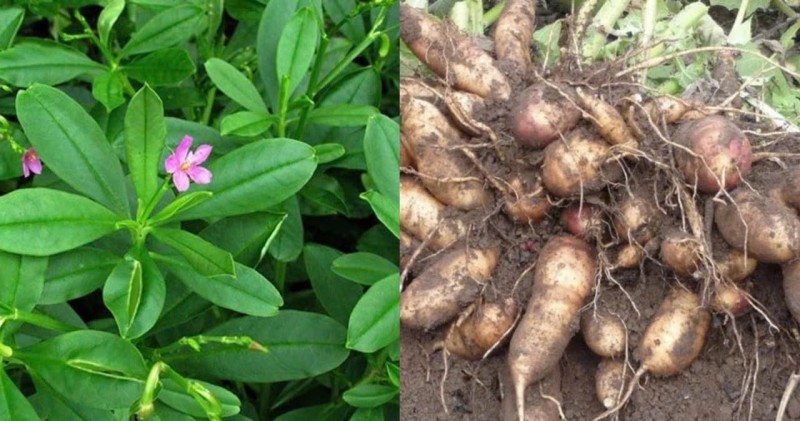 Đặc Điểm Và Nguồn Gốc Cây Nhân Sâm Đất