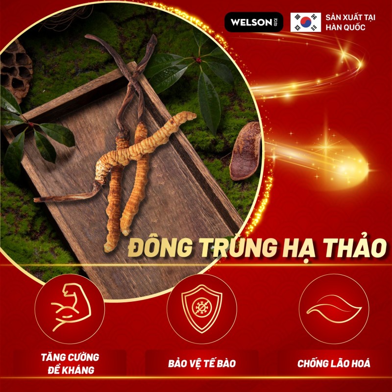 Lợi Ích Vượt Trội Của Đông Trùng Hạ Thảo Hàn Quốc