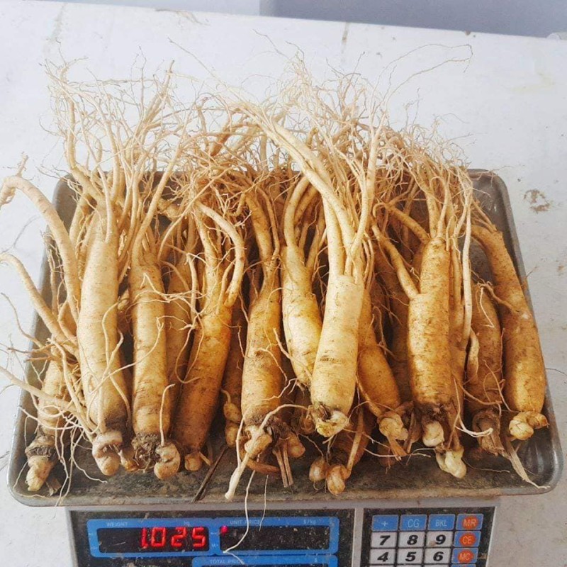 Bảng giá nhân sâm phổ biến hiện nay