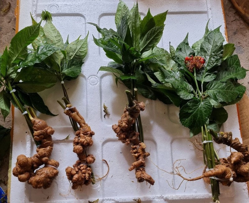 Giá Nhân Sâm Tươi Việt Nam
