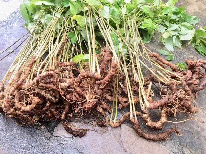 Phân Loại Nhân Sâm Tươi Việt Nam
