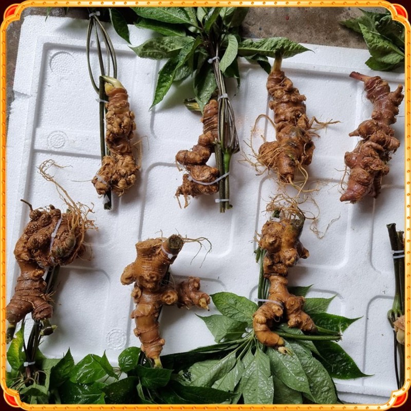 Một Số Lưu Ý Quan Trọng Khi Mua Nhân Sâm