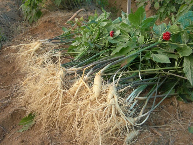 Lợi ích của nhân sâm đối với sức khỏe