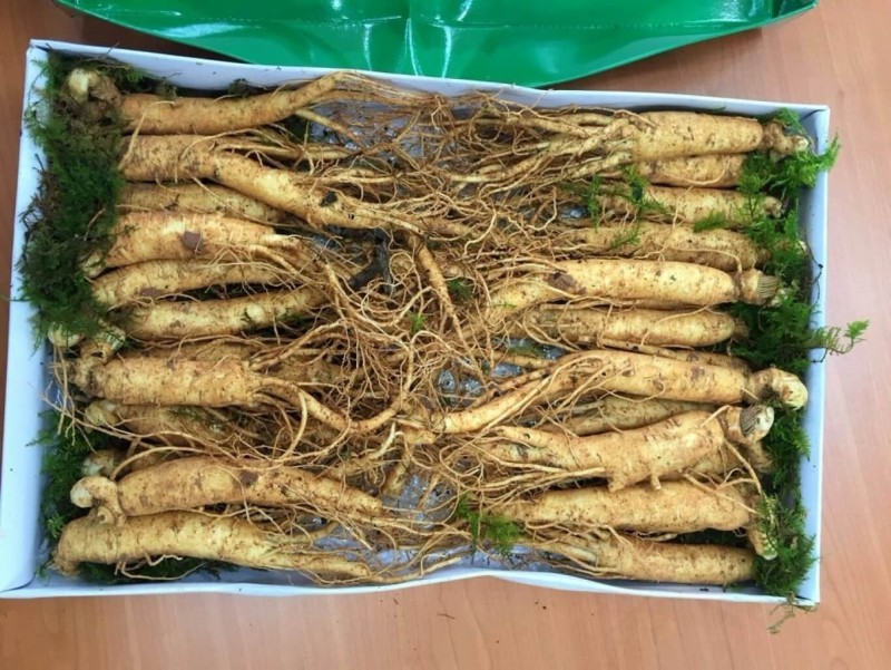 Những Hiệu Quả Sức Khỏe Không Thể Bỏ Qua Của Nhân Sâm Tươi Hàn Quốc