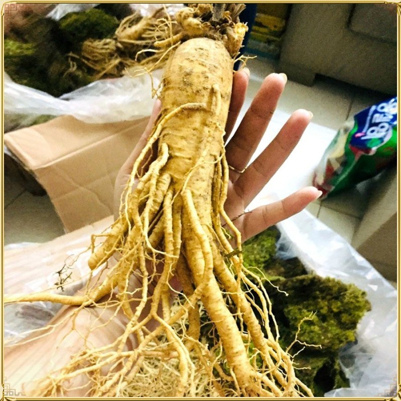 Nhân Sâm Tươi Hàn Quốc: Hành Trình Từ Núi Rừng Tới Bàn Ăn