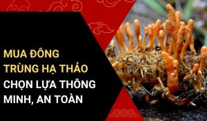 mua đông trùng hạ thảo