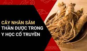 cây nhân sâm