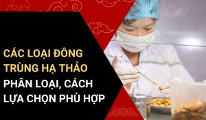các loại đông trùng hạ thảo