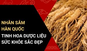 nhân sâm hàn quốc
