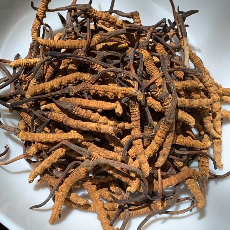 Đông trùng hạ thảo dạng nguyên con