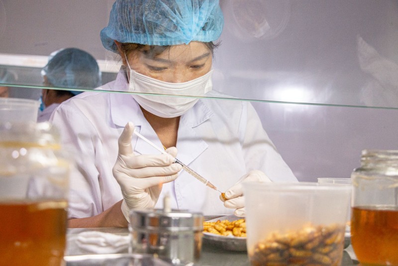 Đông trùng hạ thảo nuôi cấy nhân tạo