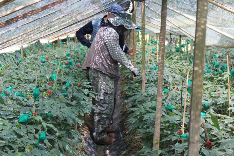 Việt Nam và tham vọng trở thành trung tâm nhân sâm châu Á