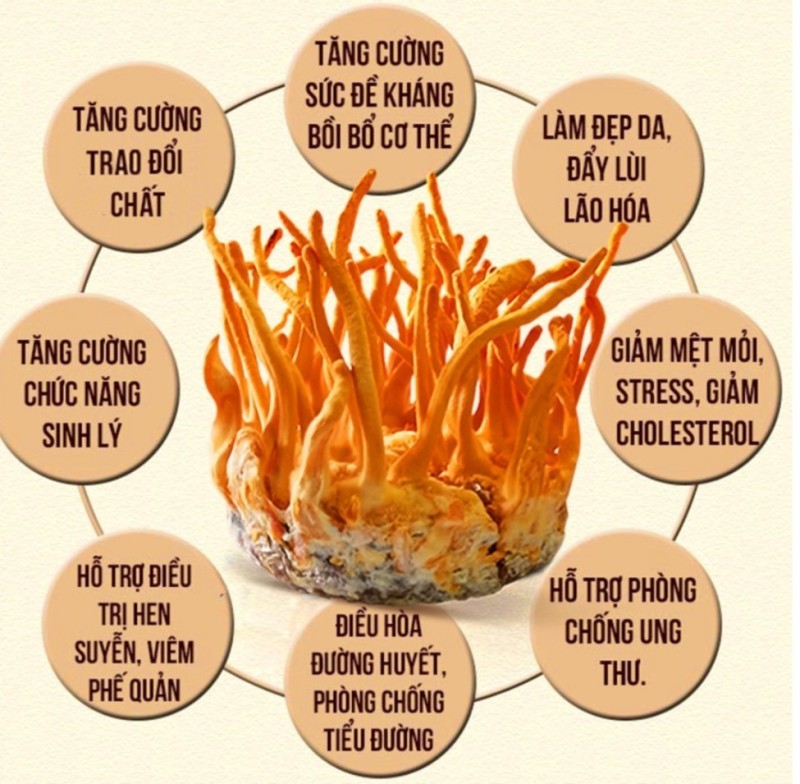 Các công dụng của nấm đông trùng hạ thảo
