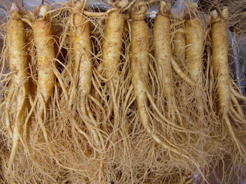 Tác dụng chính của củ nhân sâm và một số lưu ý