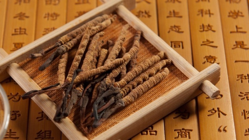 Vì sao đông trùng hạ thảo có nhiều công dụng?