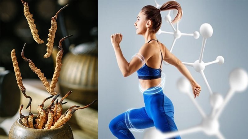 Cơ chế giảm cân của đông trùng hạ thảo