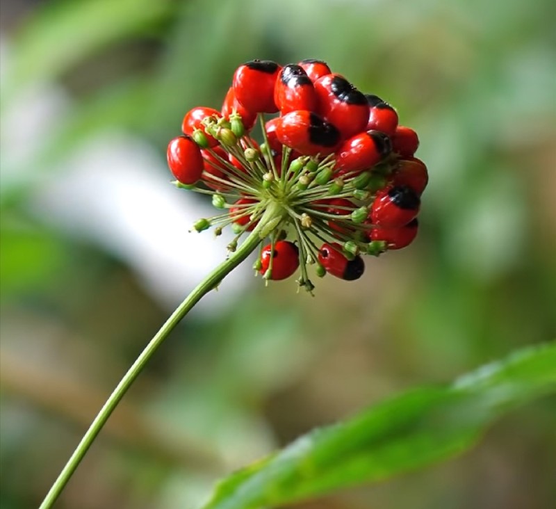 Tác dụng của hoa nhân sâm đối với sức khỏe con người