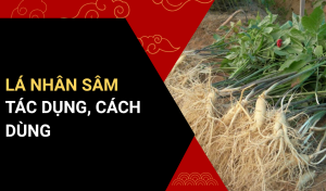 lá nhân sâm