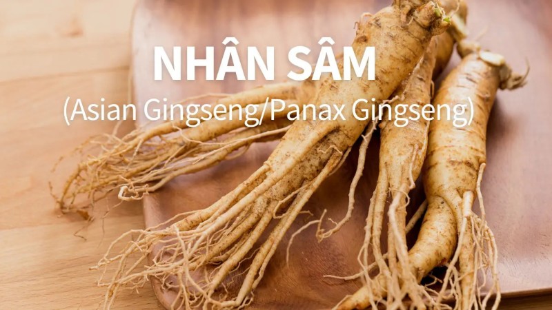 Tác dụng nhân sâm và hệ vi sinh đường ruột