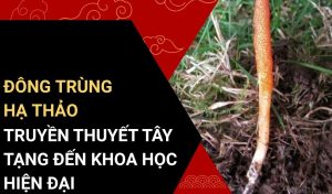 đông trùng hạ thảo