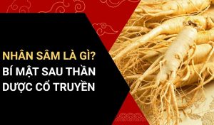 nhân sâm là gì