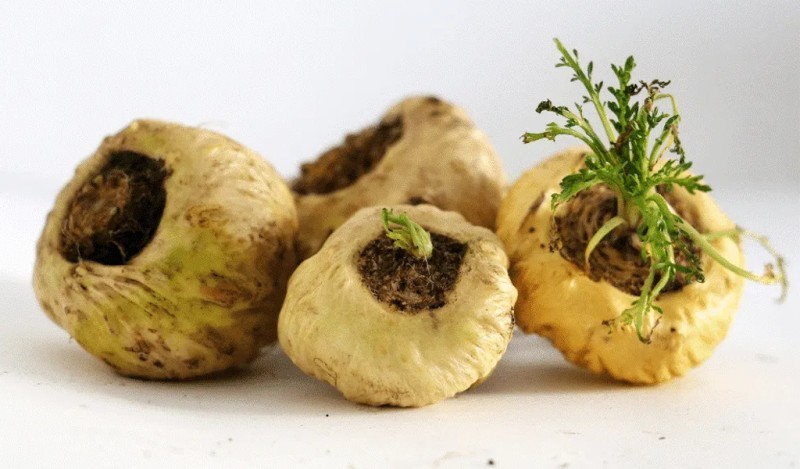 Maca (sâm Peru)