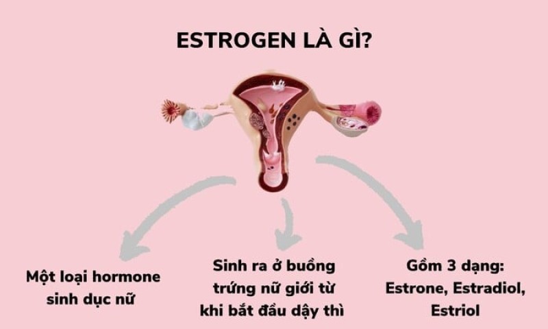 Nội tiết tố nữ estrogen là gì?