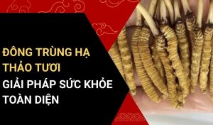 đông trùng hạ thảo tươi
