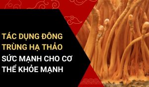 10 tác dụng của đông trùng hạ thảo