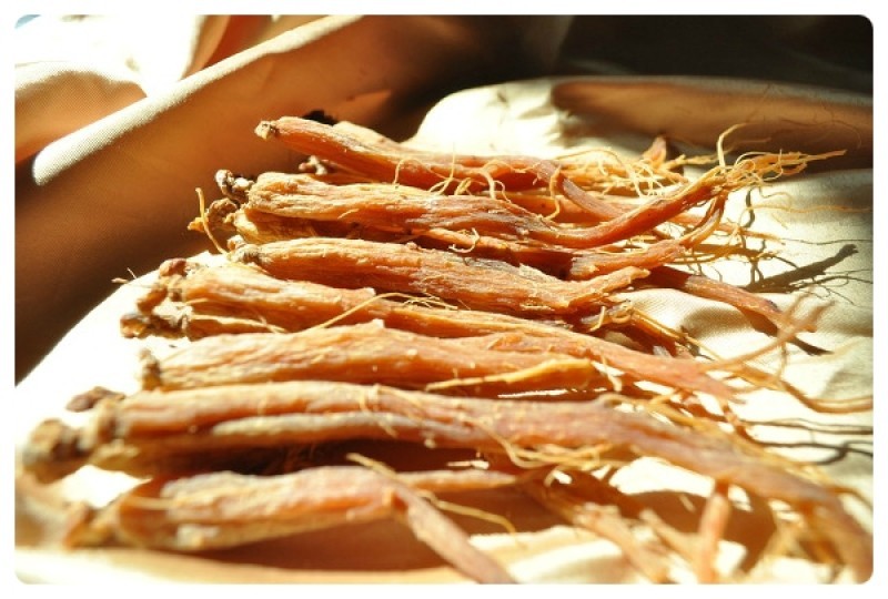 Hồng sâm Hàn Quốc cho bé – Những lợi ích được khoa học ghi nhận
