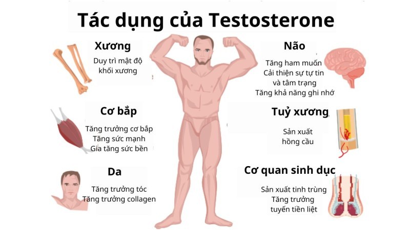 Đa dạng tác dụng của hormone testosterone trong cơ thể nam giới