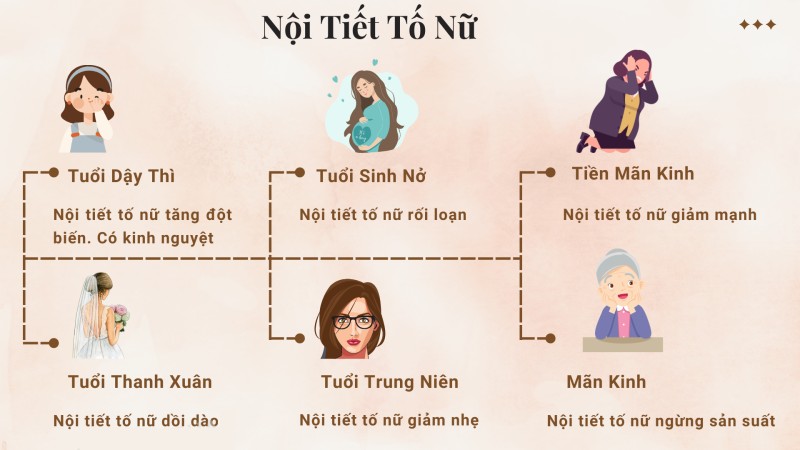Nội tiết tố nữ - Yếu tố âm thầm chi phối toàn bộ cuộc sống phái nữ