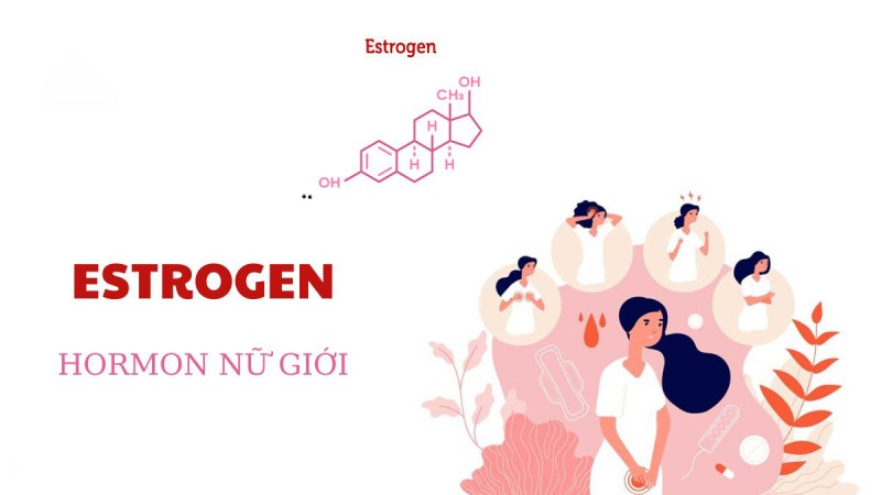 Estrogen Là Gì?