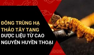 ĐÔNG TRÙNG HẠ THẢO TÂY TẠNG