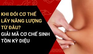 khi đói cơ thể lấy năng lượng từ đâu