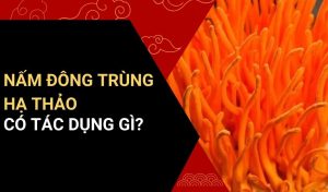 nấm đông trùng hạ thảo có tác dụng gì