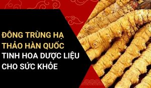 đông trùng hạ thảo hàn quốc