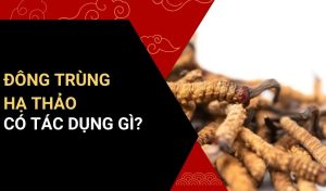 đông trùng hạ thảo có tác dụng gì